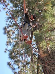 Tree Service in South Lake Tahoe, CA