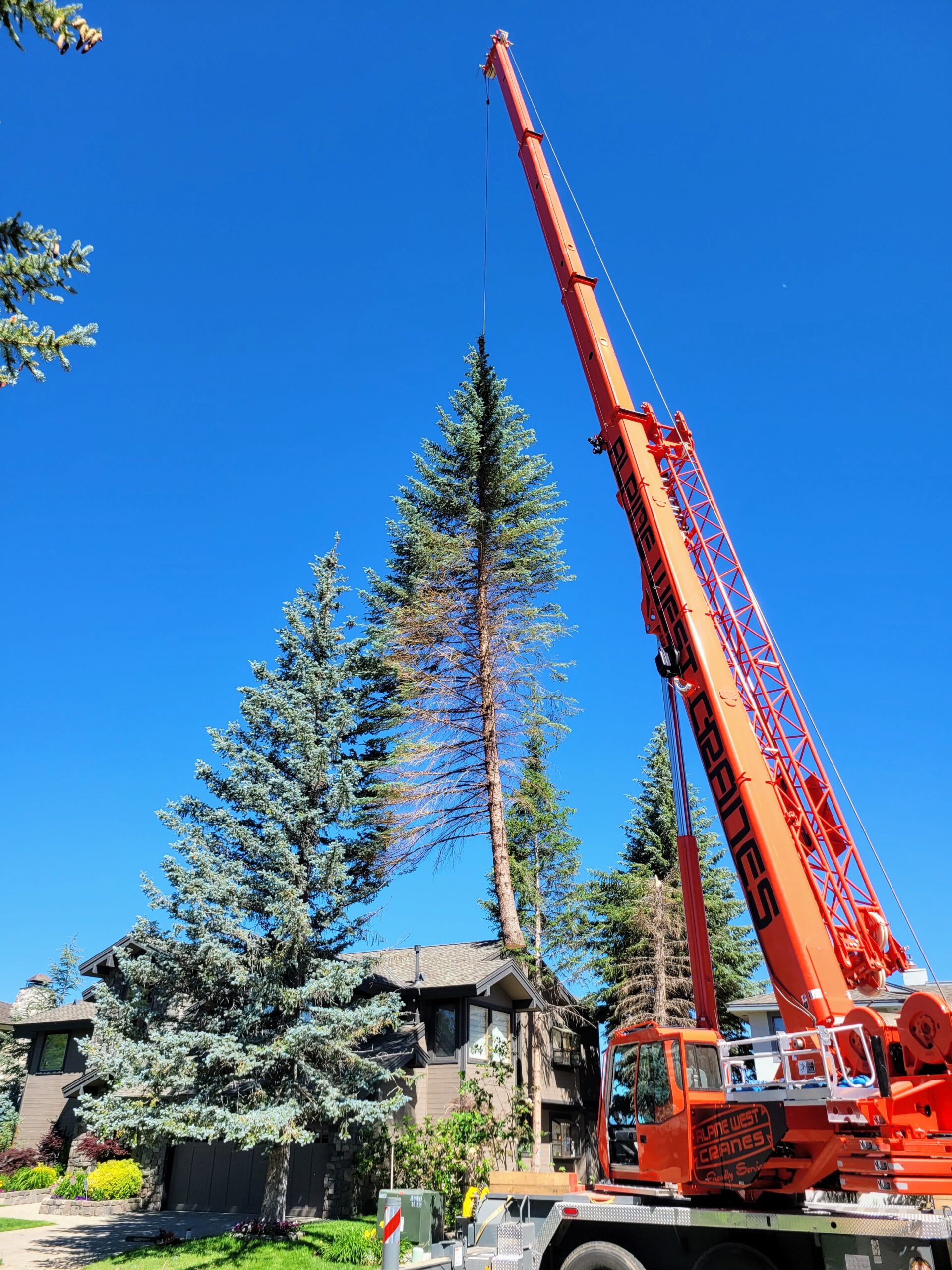 Glenbrook Nevada Crane Tree Removal Near Me