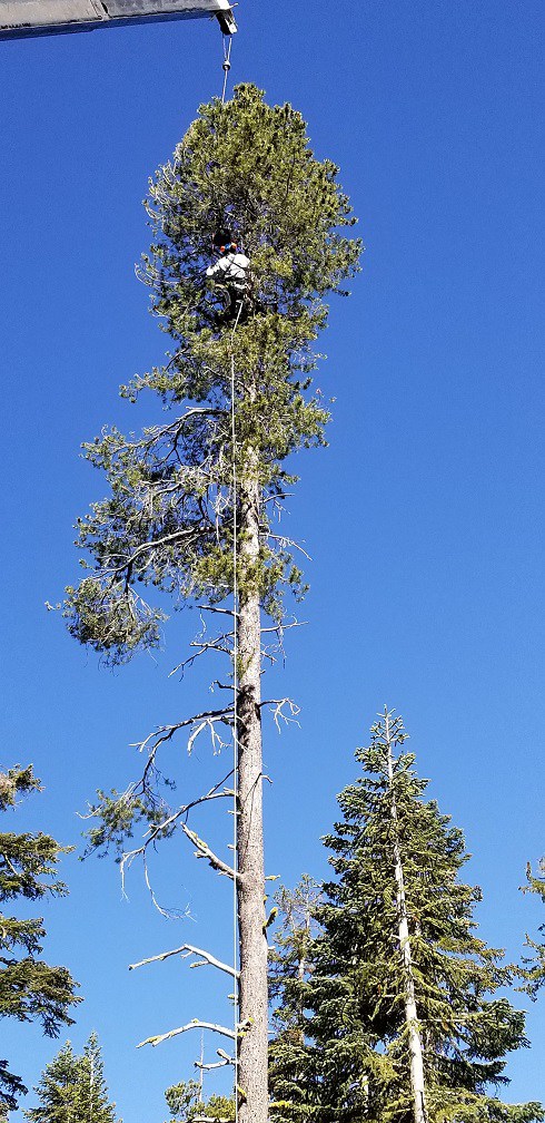 Defensible Space Near Markleeville California